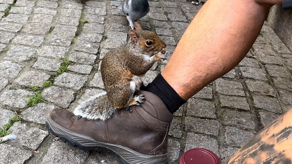 Squirrel on Wayne leg eating some food at St Dunstan